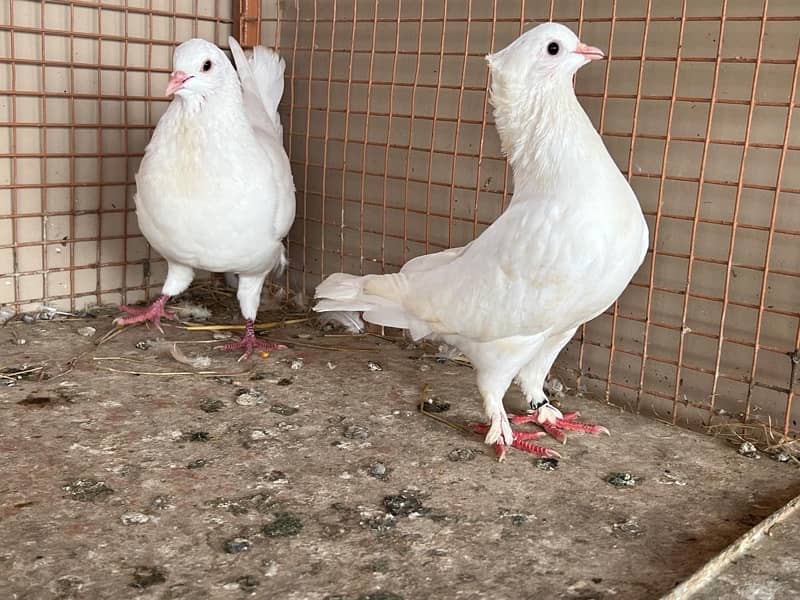 KING PIGEON (breeding pairs) 11