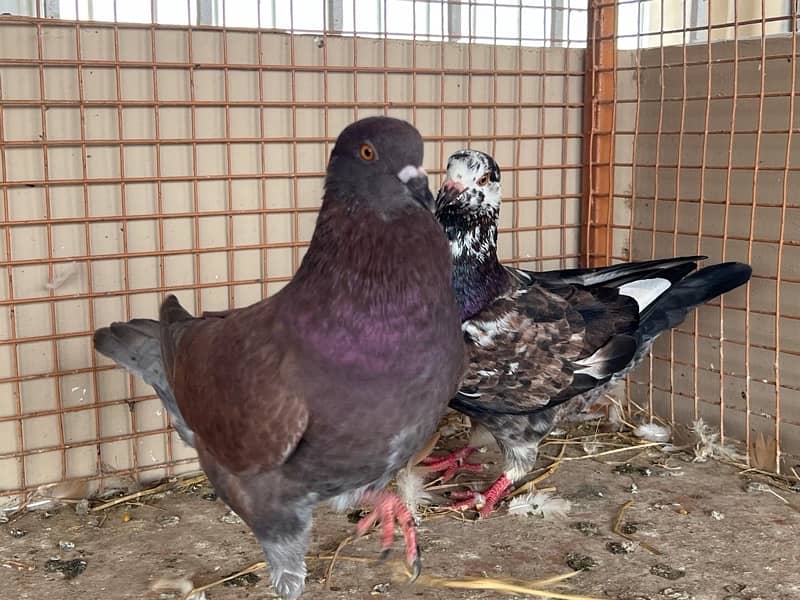 KING PIGEON (breeding pairs) 12