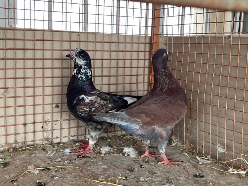 KING PIGEON (breeding pairs) 13