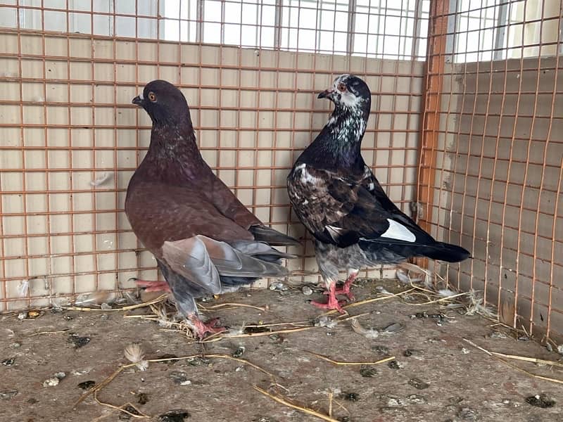 KING PIGEON (breeding pairs) 14