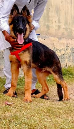 long coat German Shepherd mail heavy bone structure 4 month for sale