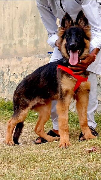 long coat German Shepherd mail heavy bone structure 4 month for sale 1