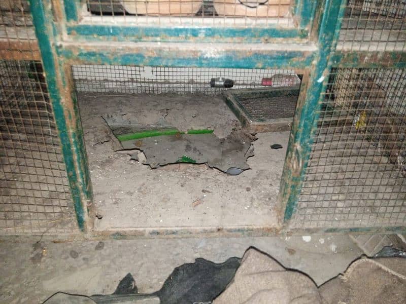 Hen & Birds Cage For Sale ! 3