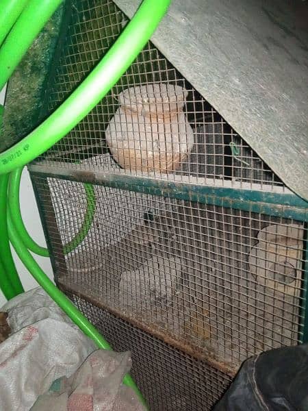 Hen & Birds Cage For Sale ! 4