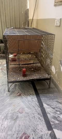 5 parrot 2 cage