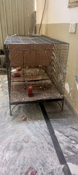 5 parrot 2 cage 0