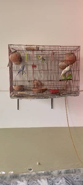 5 parrot 2 cage 1