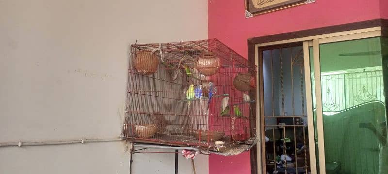 5 parrot 2 cage 2