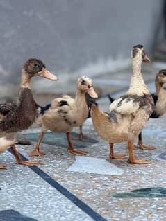 DUCKS