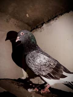 pigeon