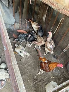 hens for sale all mix breed