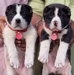 albai puppies pair full security guard dogs  heavy bone for sale