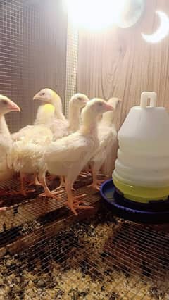 Top Quality Bird pure White Oh Shamo Chick's for sale in Lahore.