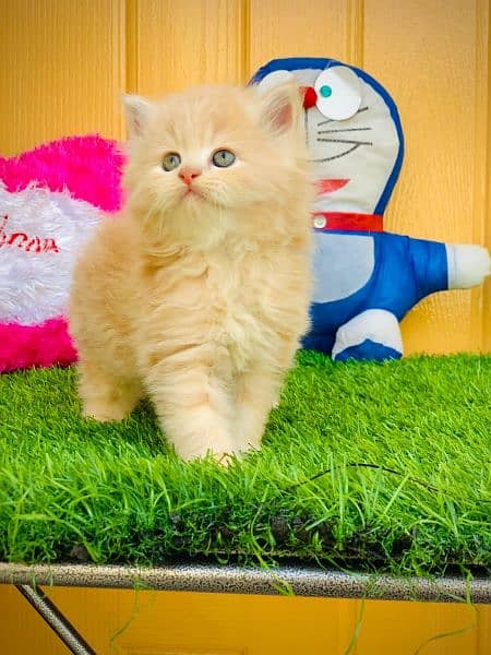 Persian cats 8