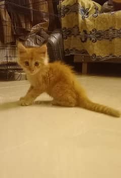 Beautiful trained Mowgli Kitten very playful