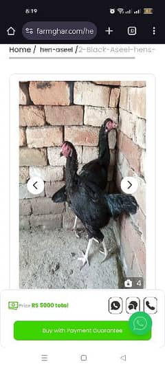 Aseel hens for sale