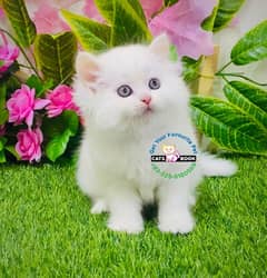 pure white/grey triple long coated Persian kitten