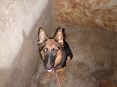 German shepherd Male and female for Sale 0