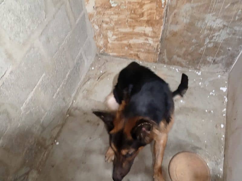 German shepherd Male and female for Sale 2