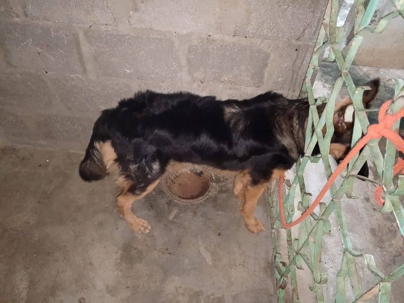 German shepherd Male and female for Sale 8