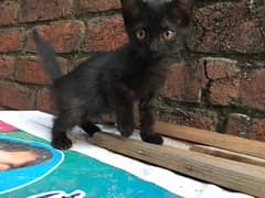 2 baby kittens full black colour Age 2.5 month