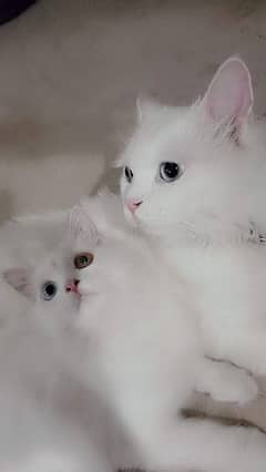 Persian Cats My WhatsApp number 0326/74/83/089