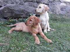 high quality amercan labradog white female