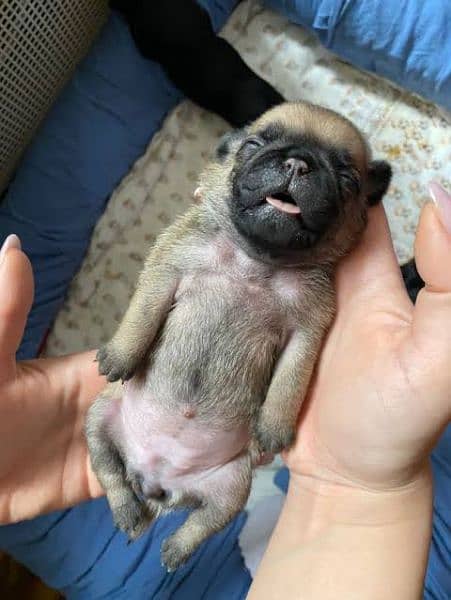 pug male 0