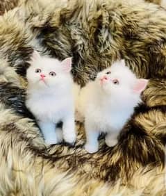 Persian cats My WhatsApp number 0326/74/83/089