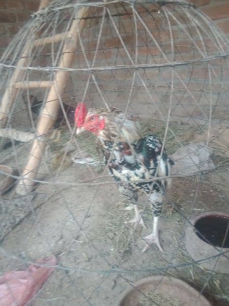 young cheena high quality for sale 5