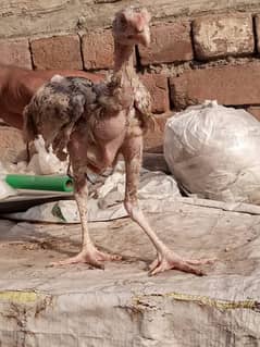 Adeel Sindhi 3 months chicks