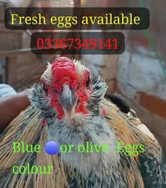 Fancy Hen Top quality breed ka  Fresh and fertile eggs available ha 0