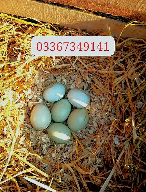 Fancy Hen Top quality breed ka  Fresh and fertile eggs available ha 1