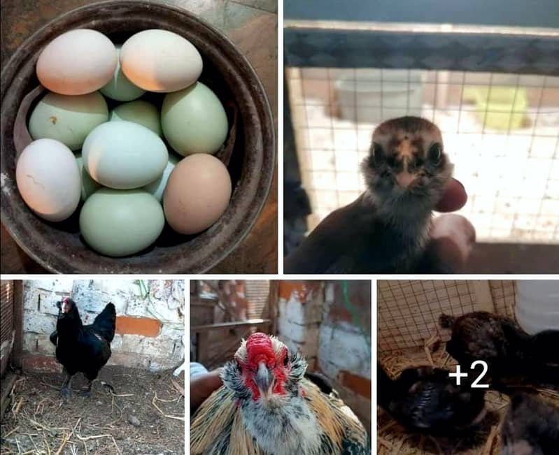 Fancy Hen Top quality breed ka  Fresh and fertile eggs available ha 5