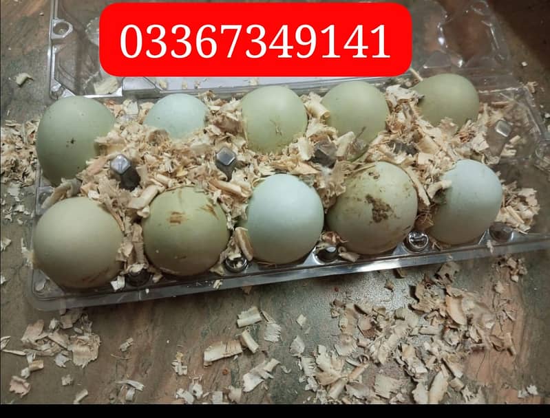 Fancy Hen Top quality breed ka  Fresh and fertile eggs available ha 6