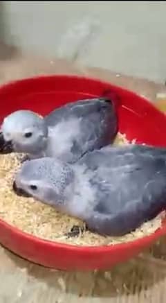 African grey parrot cheeks for sale