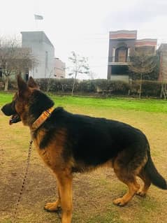 German Shepherd Dog|Male|Vaccinated|Full Active