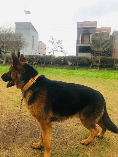 German Shepherd Dog|Male|Vaccinated|Full Active 0