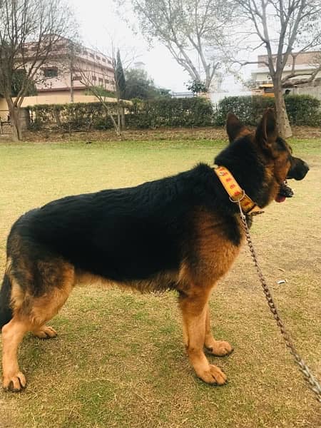 German Shepherd Dog|Male|Vaccinated|Full Active 1