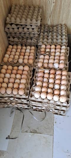 Desi Eggs Available | Desi Egg For Sale | 360 Dozn