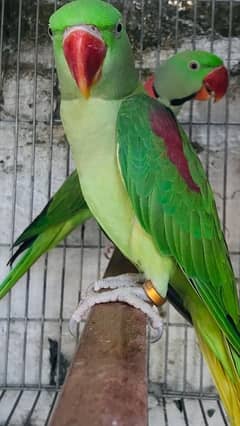 raw parrot urgent sale