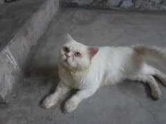 punch face persian male cat