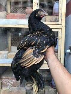 Fancy Bantam (Pair)