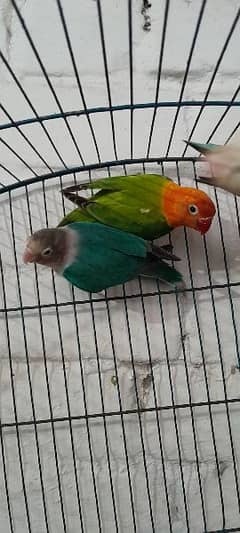 mix lovebirds available urgent sale 0