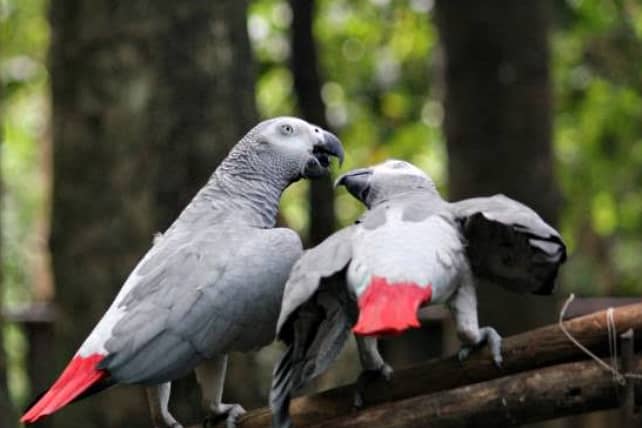 African grey Pair Hand temd talking 0