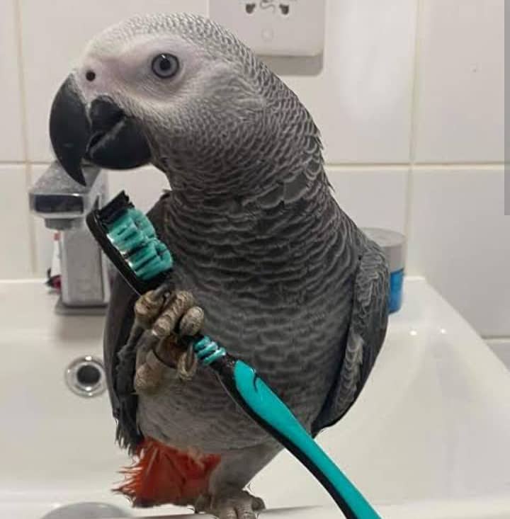 African grey Pair Hand temd talking 1