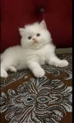 Persian Kitten| Triple Coated| Cute Kitten For Sale