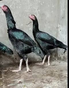 Pure aseel hen for sale