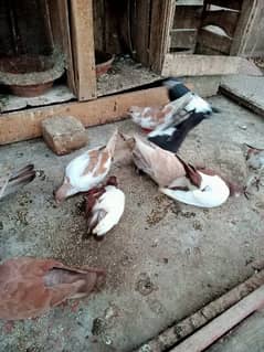 pigeon for sale 1000 per