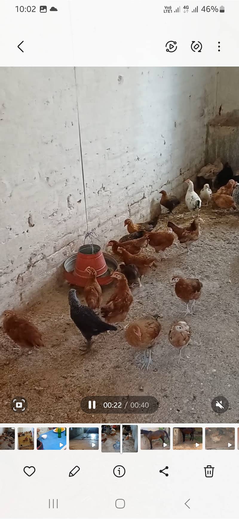 Desi hens 1